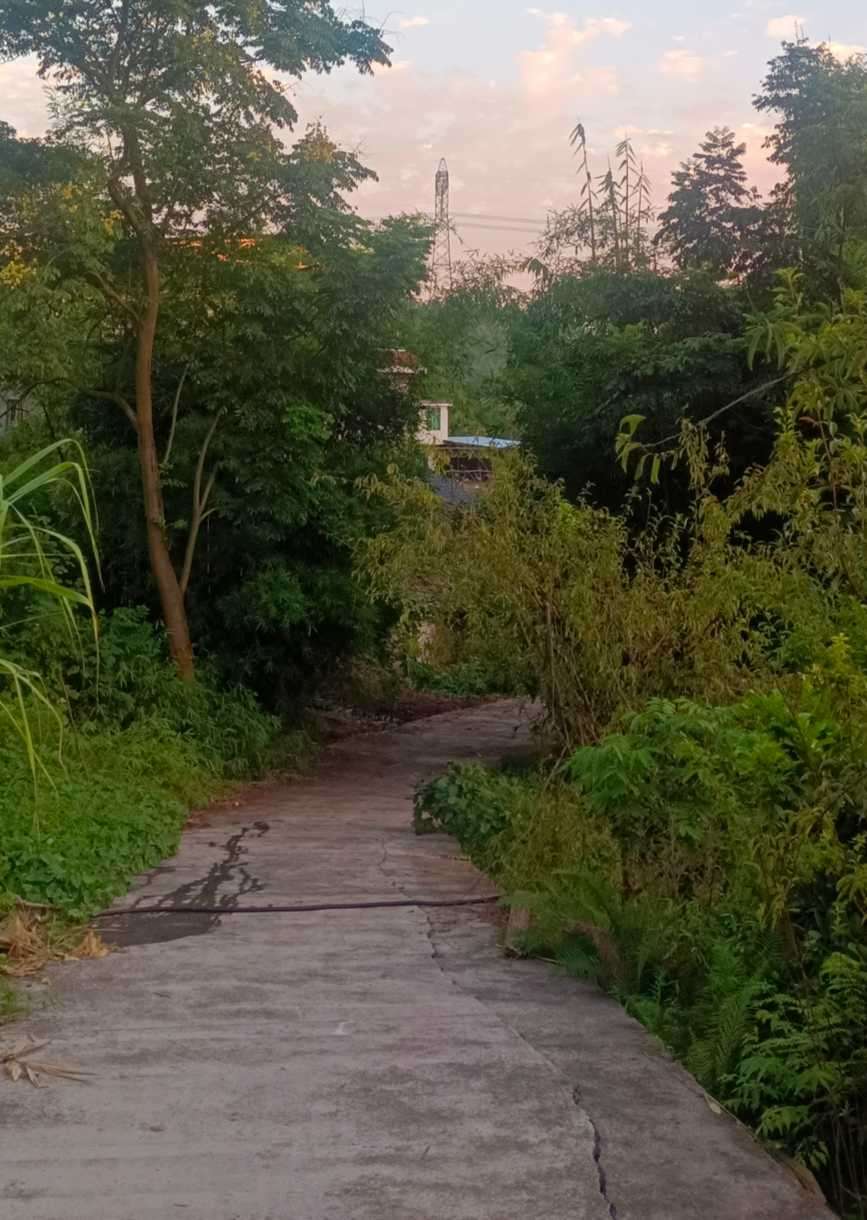 折花思春度