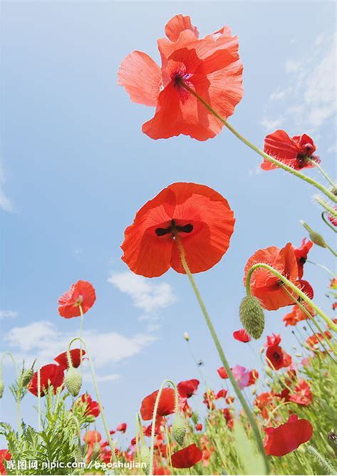 Lycoris and Papaver