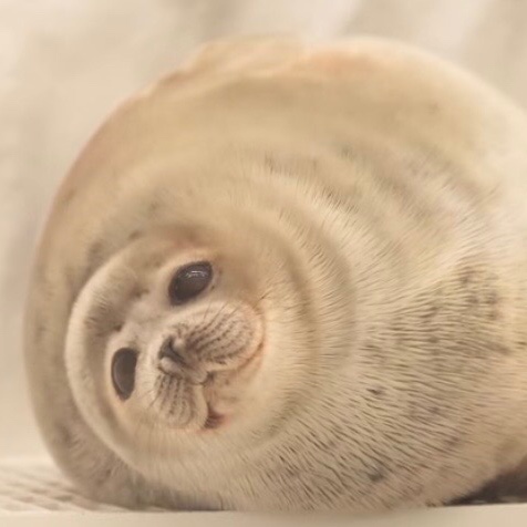 血樱