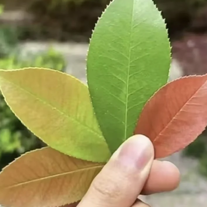Re小太阳