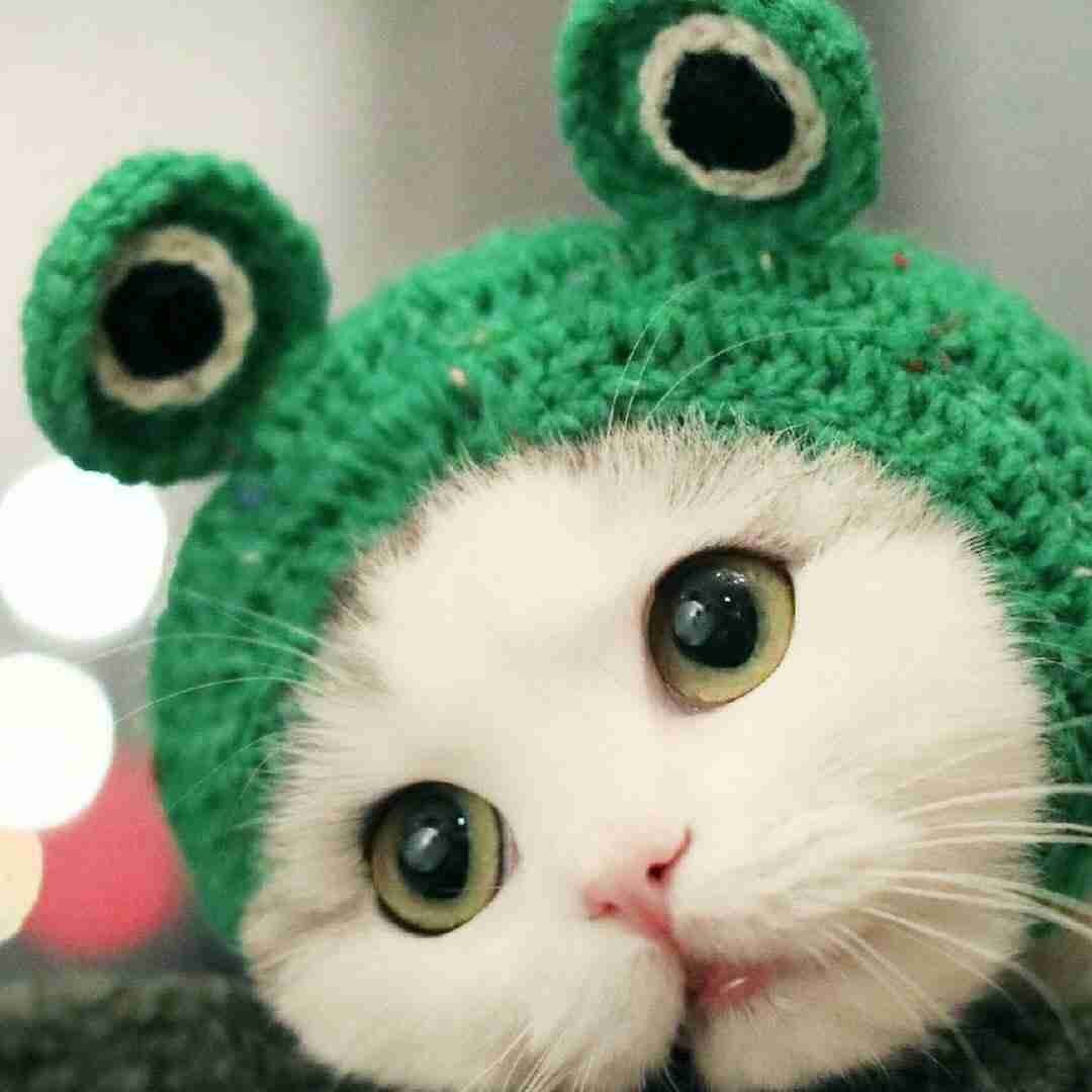 古橋有惜