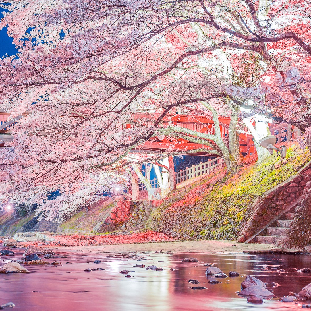 tsubakiyuki