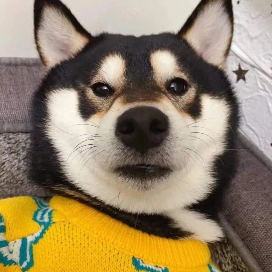 菠萝菠萝