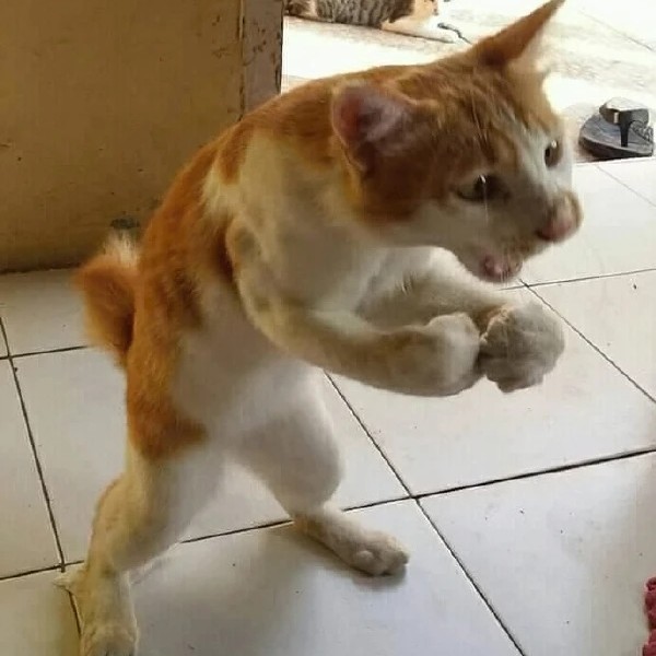 阿秉BG