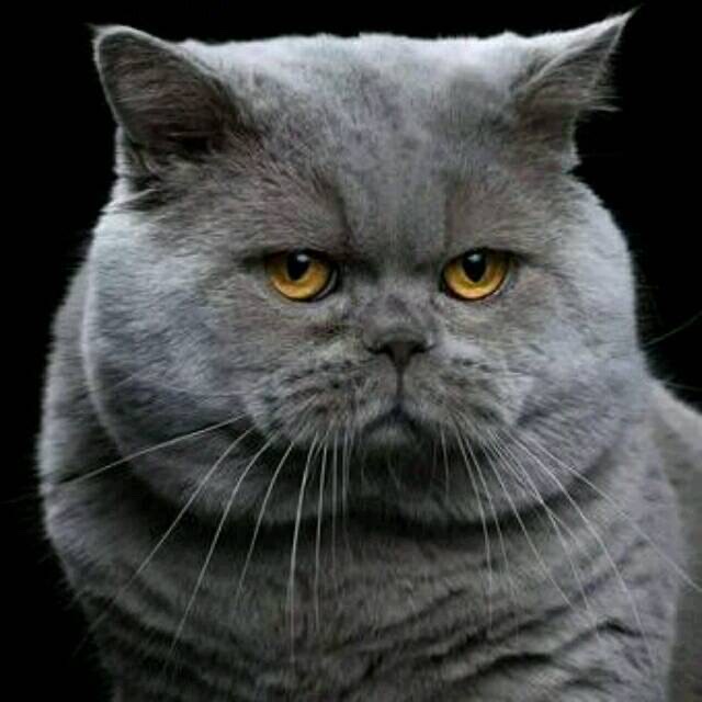 猫叫狗爬树