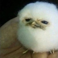 阿伊与达不溜