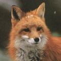 cleverfox