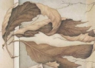 potopo