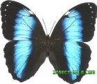 小砟