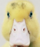 cbshorang