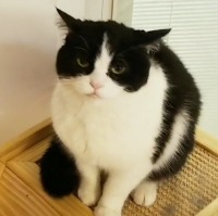 静云儿