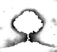 梓树
