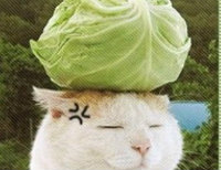 二次元观察者