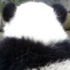 QQISCUTE